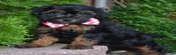 Shihpoo dogs for sale: Sunny - Ad 5