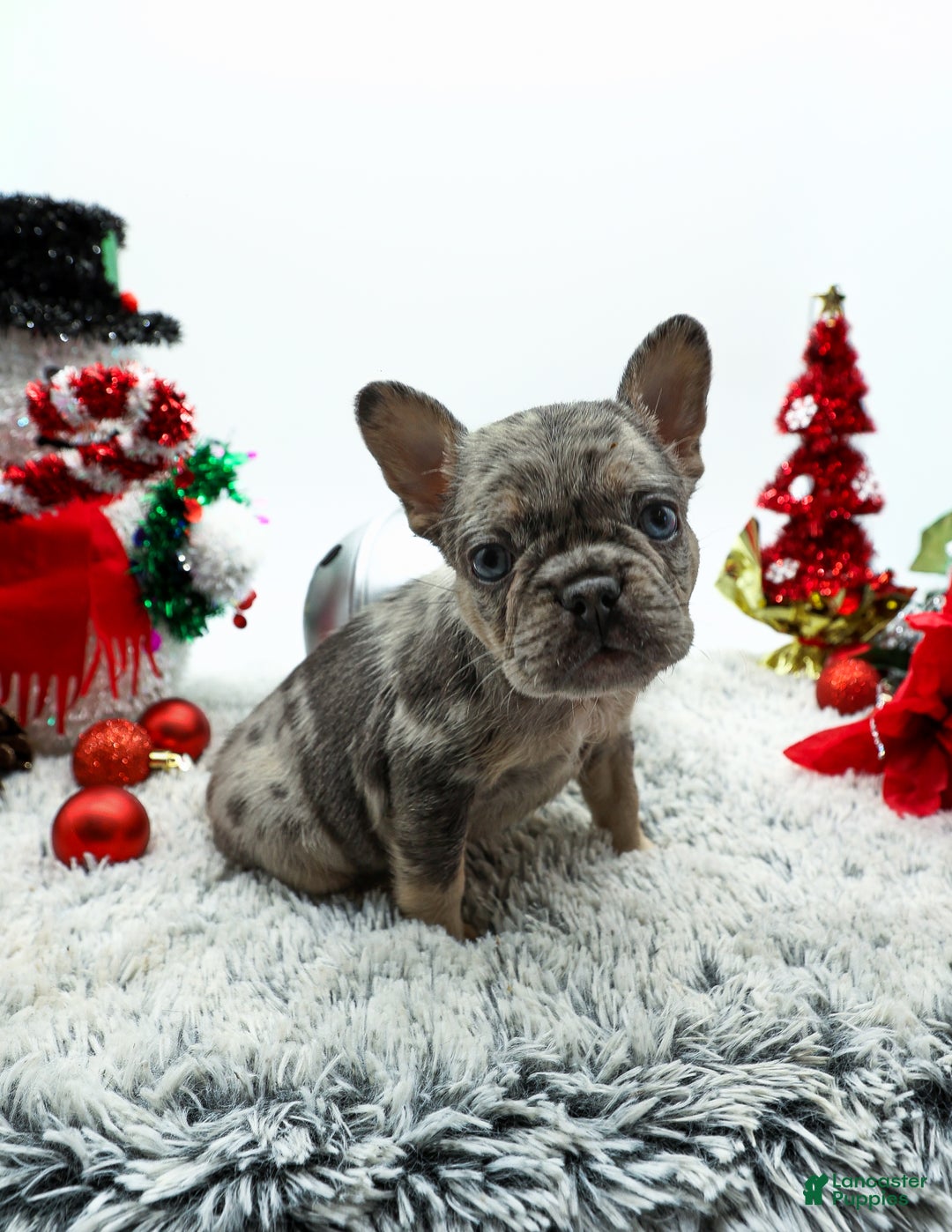 French Bulldog dogs for sale: Princess - Ad 5