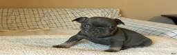 French Bulldog dogs for sale: French Bulldog Puppy 6 - Ad 2