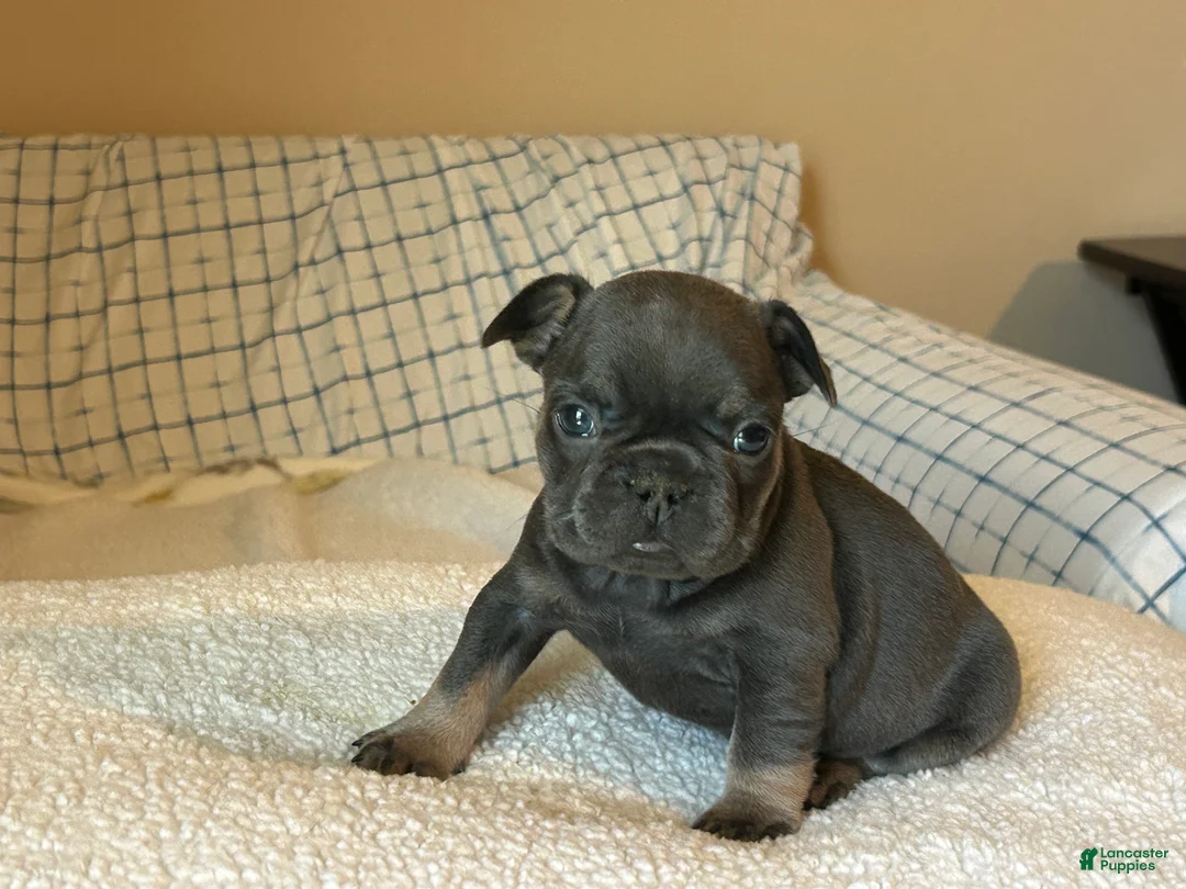 French Bulldog dogs for sale: French Bulldog Puppy 6 - Ad 2