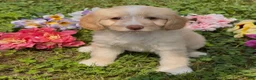 Mini Goldendoodle dogs for sale: Nutmeg  - Ad 1