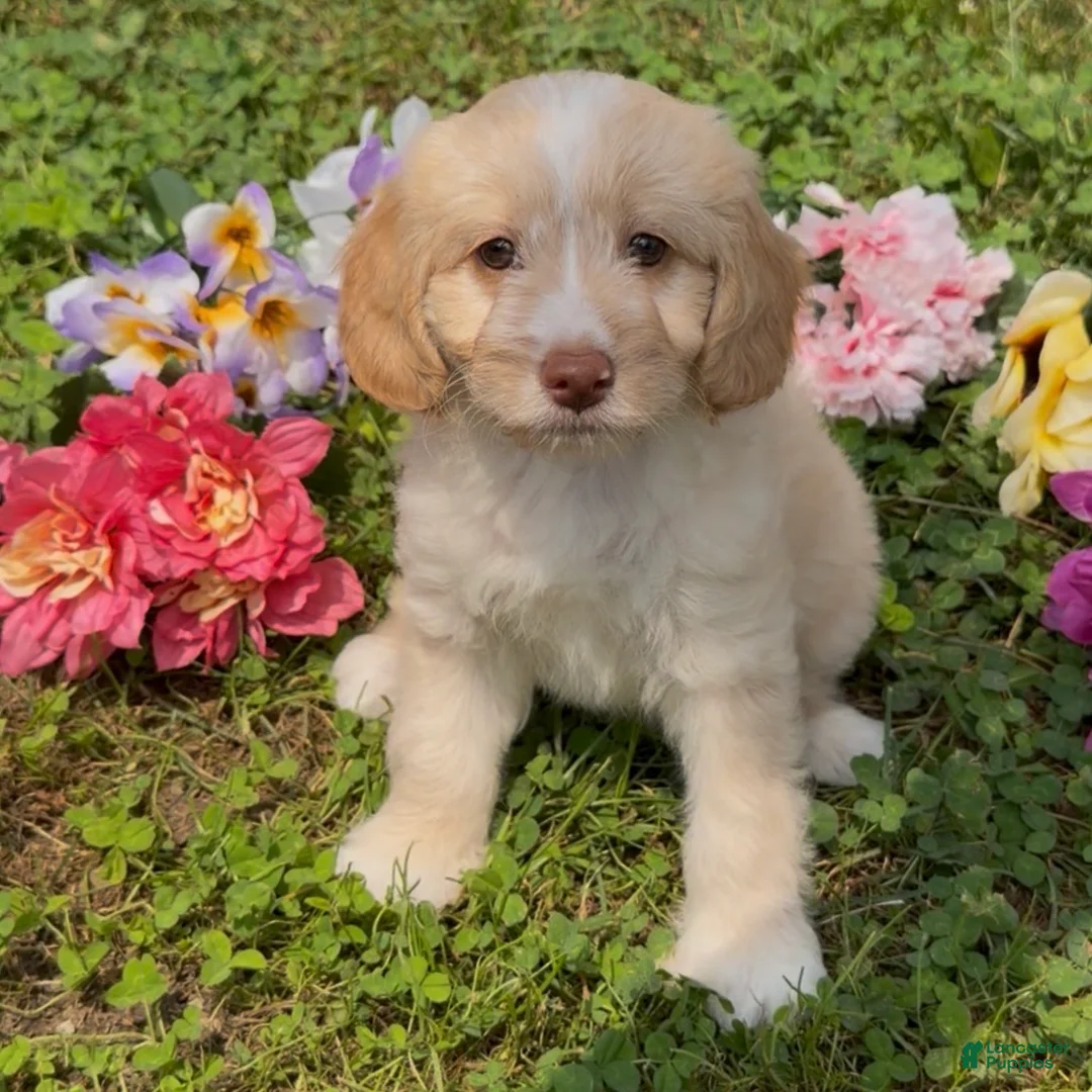 Mini Goldendoodle dogs for sale: Nutmeg  - Ad 1