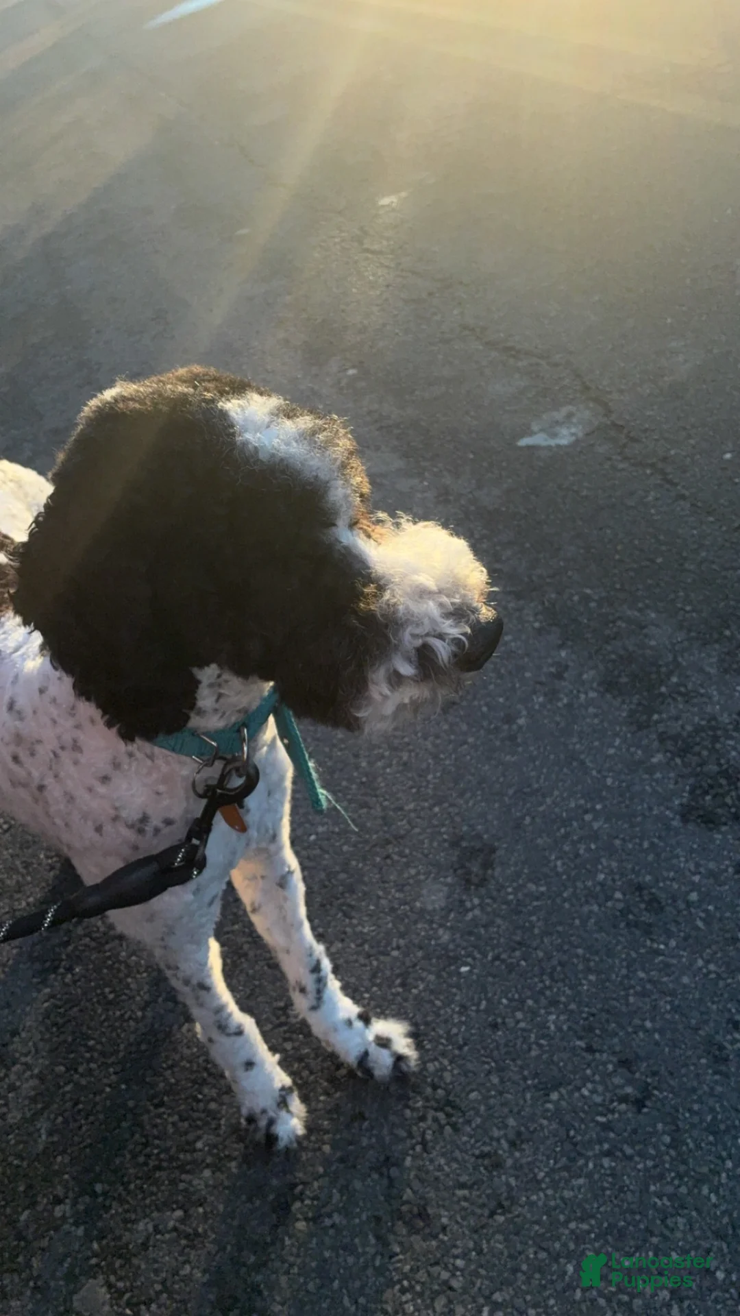 Bernedoodle dogs for sale: Lilo  - Ad 2