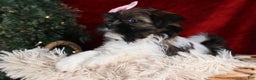 Shih Tzu dogs for sale: Penny - Ad 5