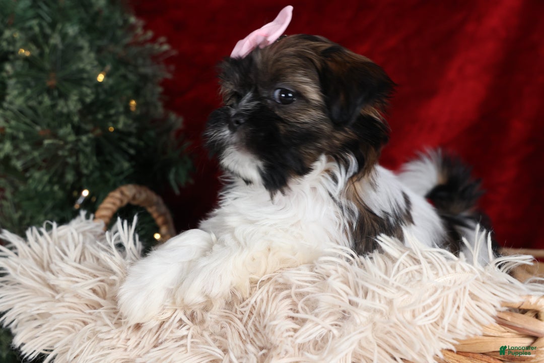 Shih Tzu dogs for sale: Penny - Ad 5