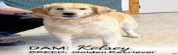Golden Retriever dogs for sale: Jingles - Ad 5