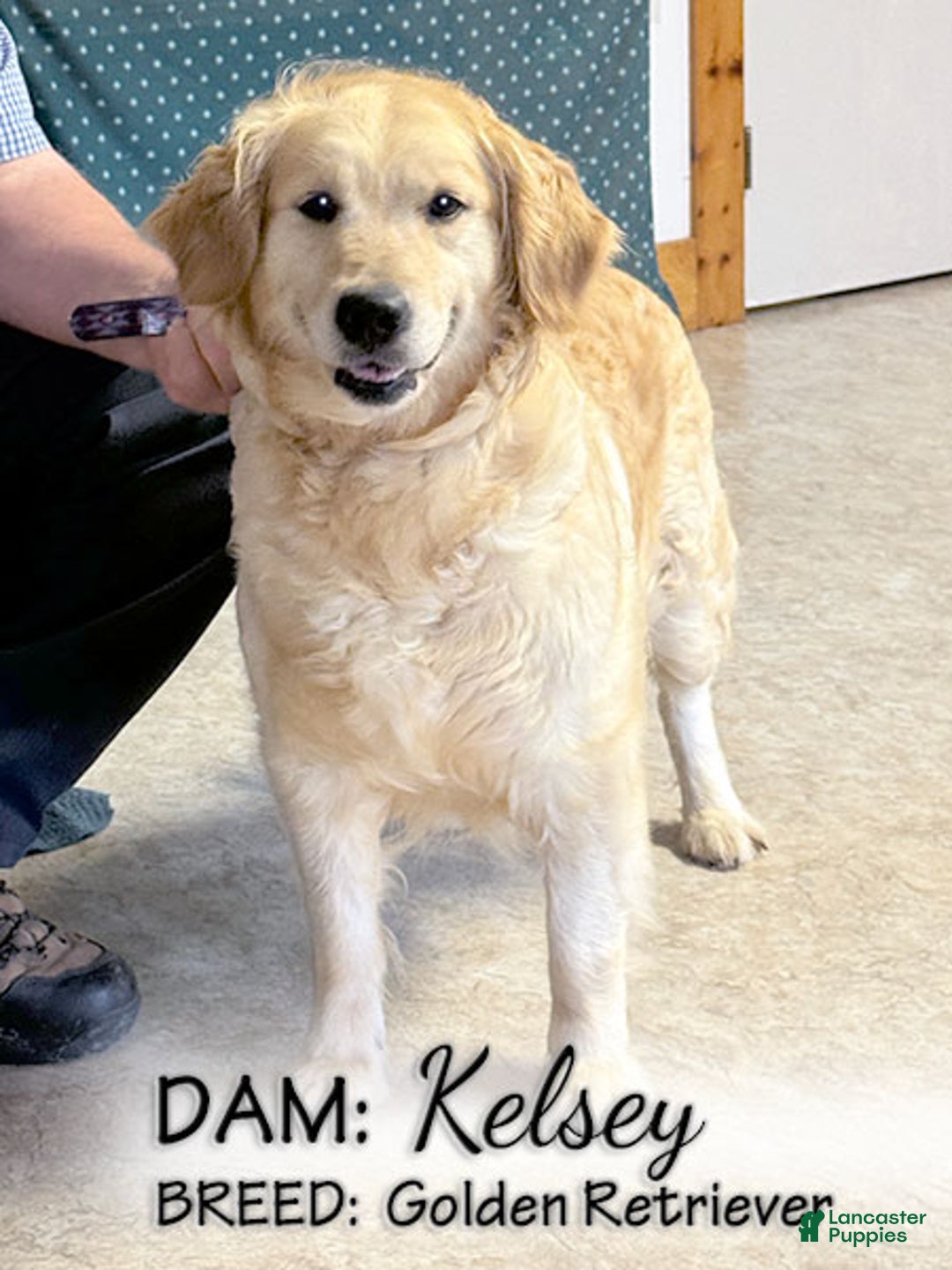 Golden Retriever dogs for sale: Jingles - Ad 5