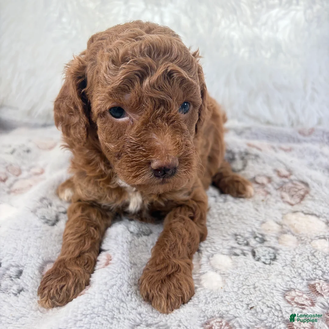 Toy Poodle dogs for sale: Zoe - Ad 2