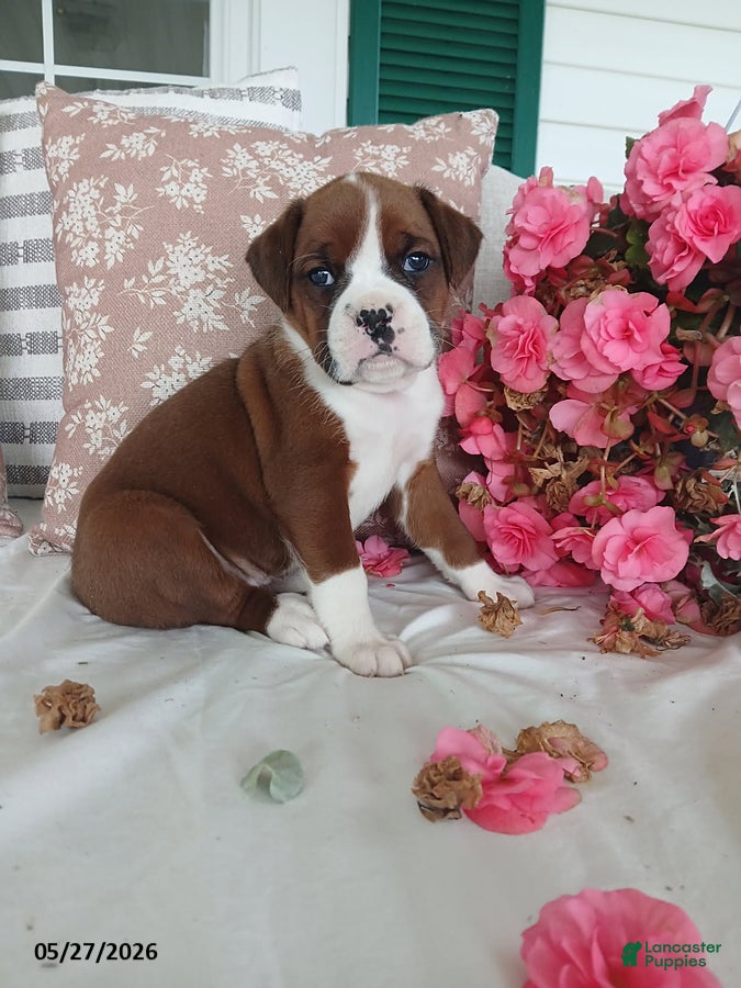 Boxer dogs Tiana - Ad 1