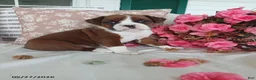 Boxer dogs for sale: Tiana - Ad 1
