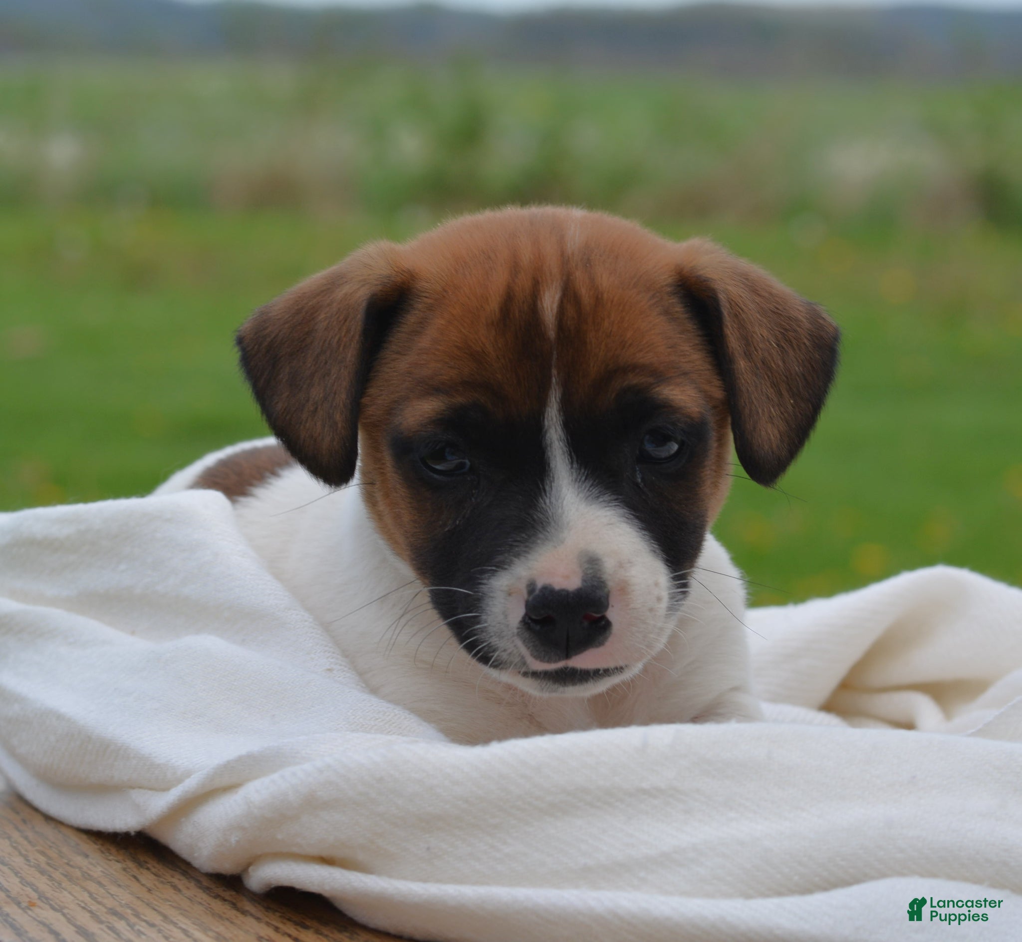 Jack Russell Terrier dogs Myles - Ad 1