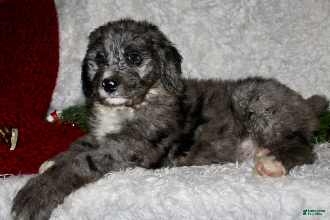 Bernedoodle dogs for sale: Cody - Ad 2