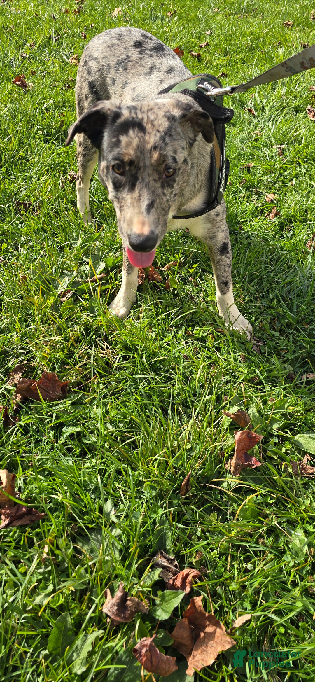 Mixed Breed dogs for sale: Rocky - Ad 1