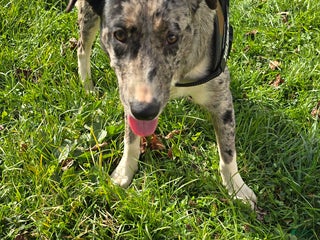 Mixed Breed dogs Rocky - Ad 9