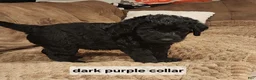 Labradoodle dogs for sale: Labradoodle dark purple collar - Ad 15