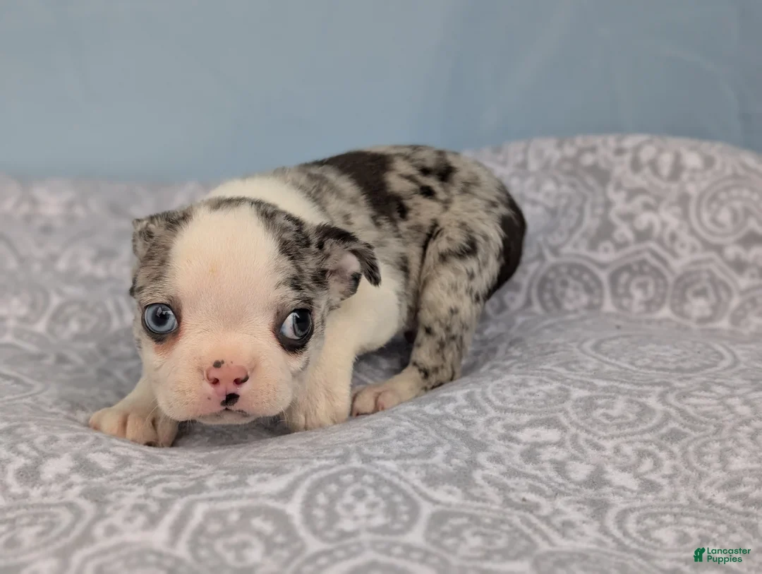 Boston Terrier dogs for sale: Bluey - Ad 7