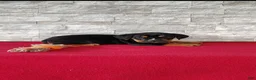 Beabull dogs for sale: Russell - Ad 6