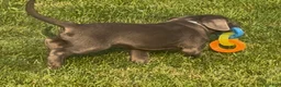 Labrador Retriever dogs for sale: Labrador Retriever 1 - Ad 13