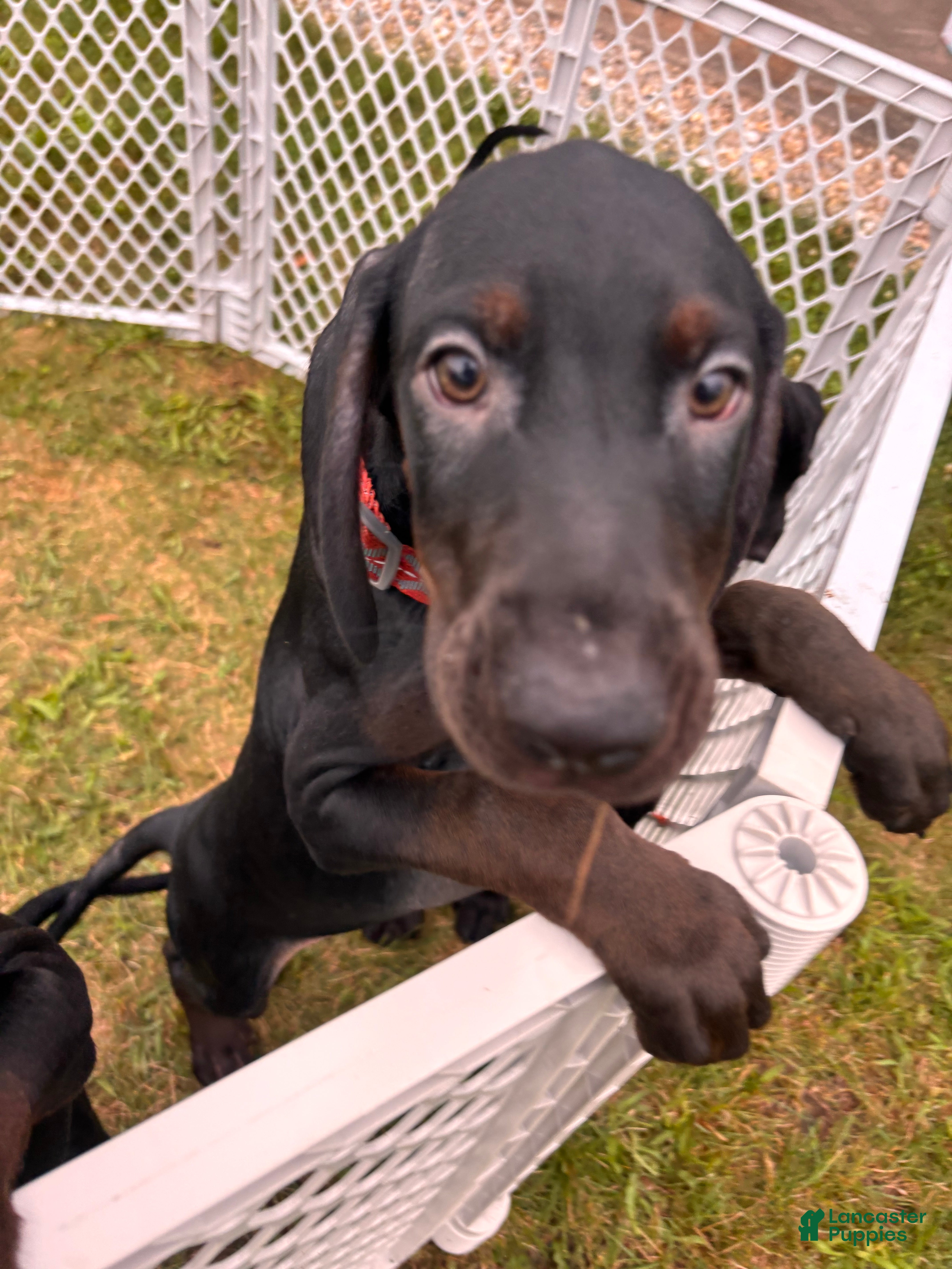 Mixed Breed dogs Slade - Ad 14