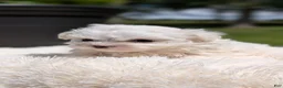 Maltese dogs for sale: Mason - Ad 9