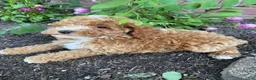 Miniature Poodle dogs for sale: Leo - Ad 13