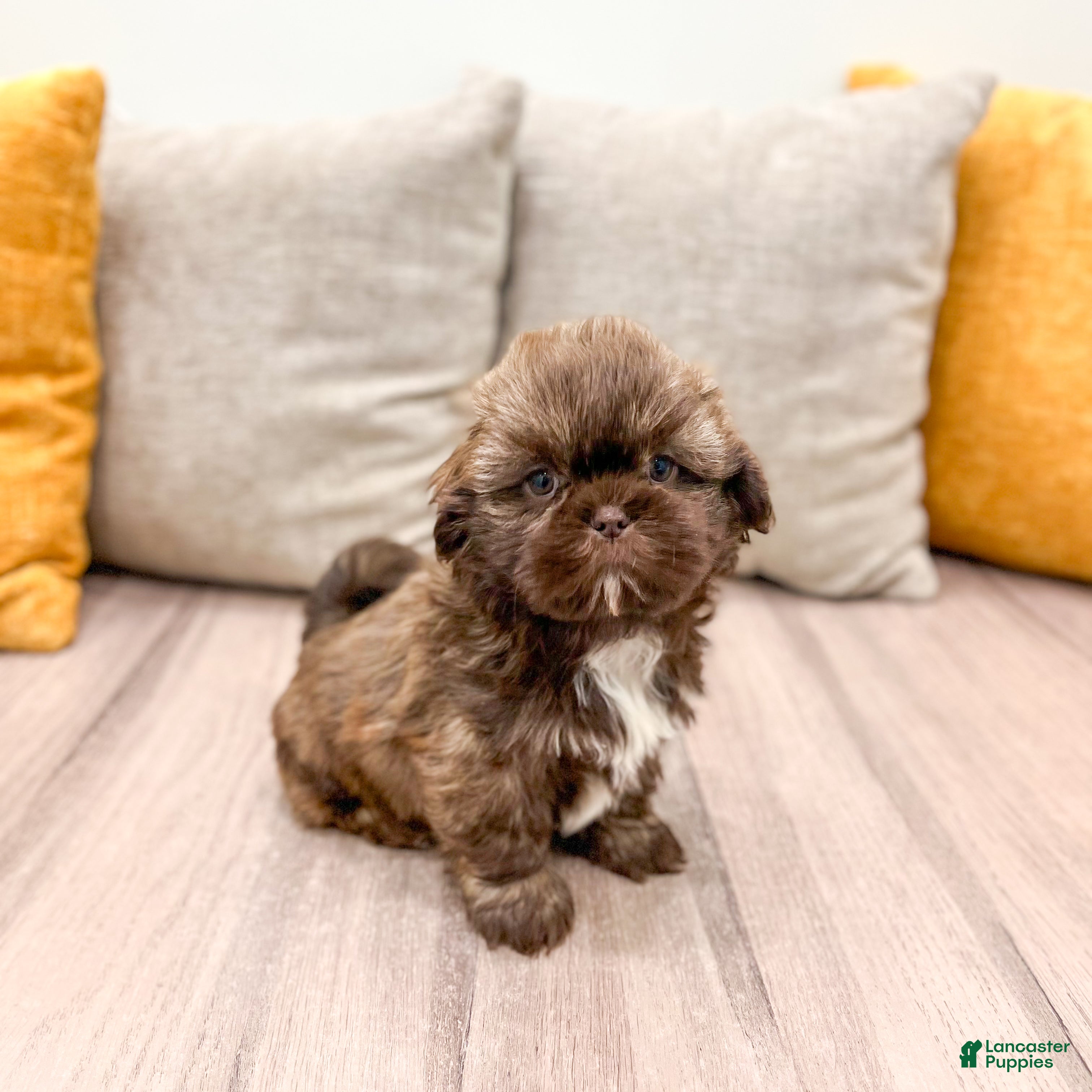 Shih Tzu dogs Chief - Ad 37