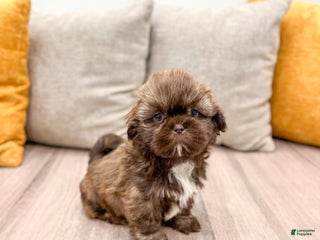 Shih Tzu dogs Chief - Ad 24