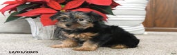 Yorkshire Terrier dogs for sale: Abby - Ad 4
