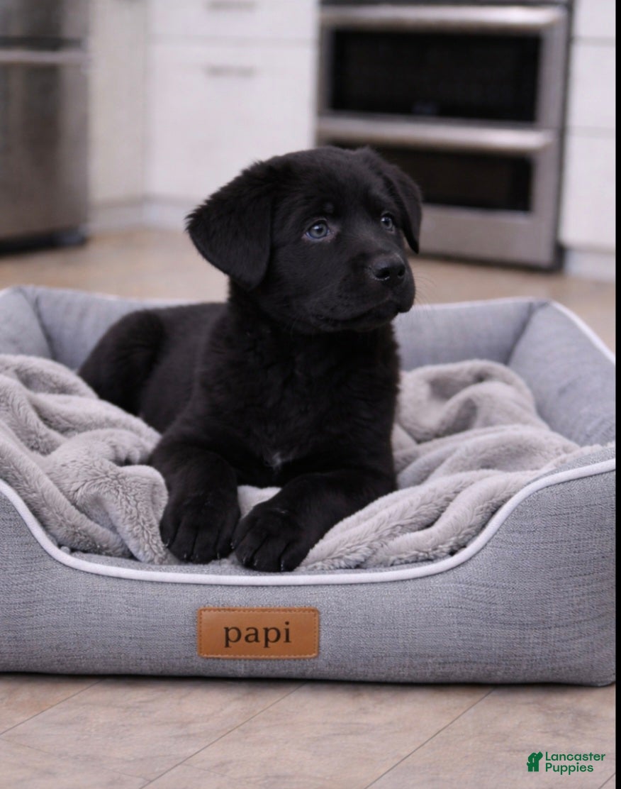 Sheprador dogs Sheprador Puppy 1 - Ad 1