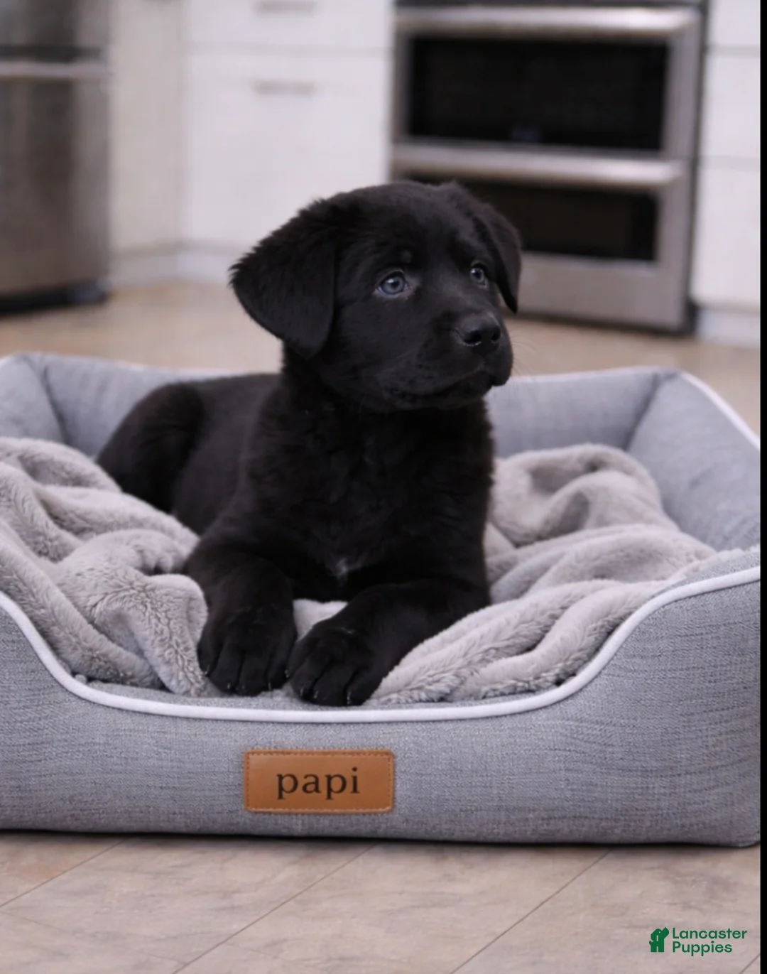 Sheprador dogs for sale: Sheprador Puppy 1 - Ad 1