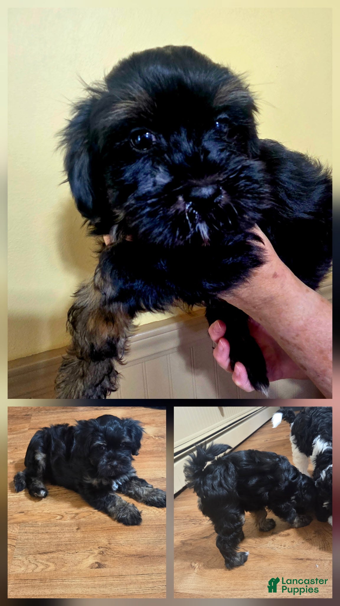 Mixed Breed dogs for sale: Mixed Breed 2 - Ad 17