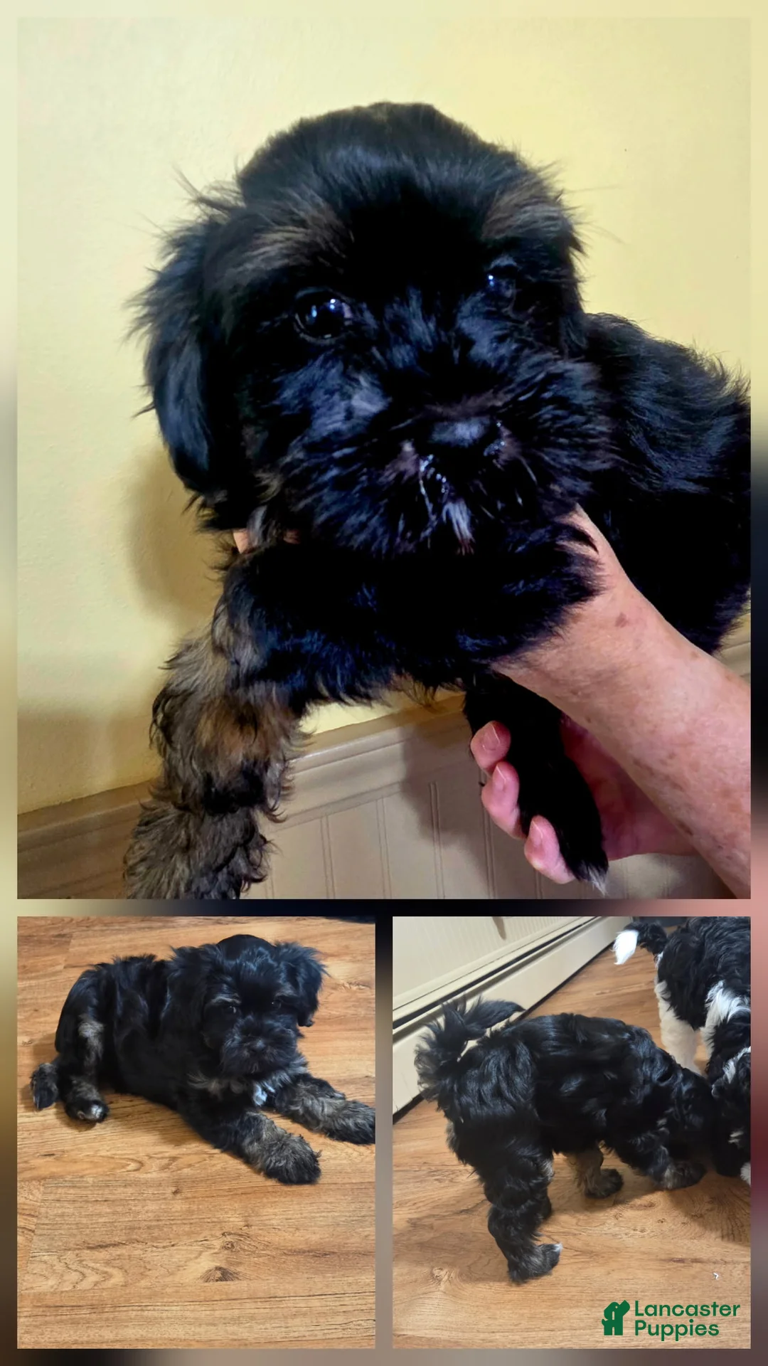 Mixed Breed dogs for sale: Mixed Breed 2 - Ad 1