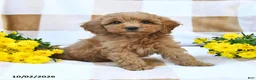 Cockapoo dogs for sale: Myla - Ad 4