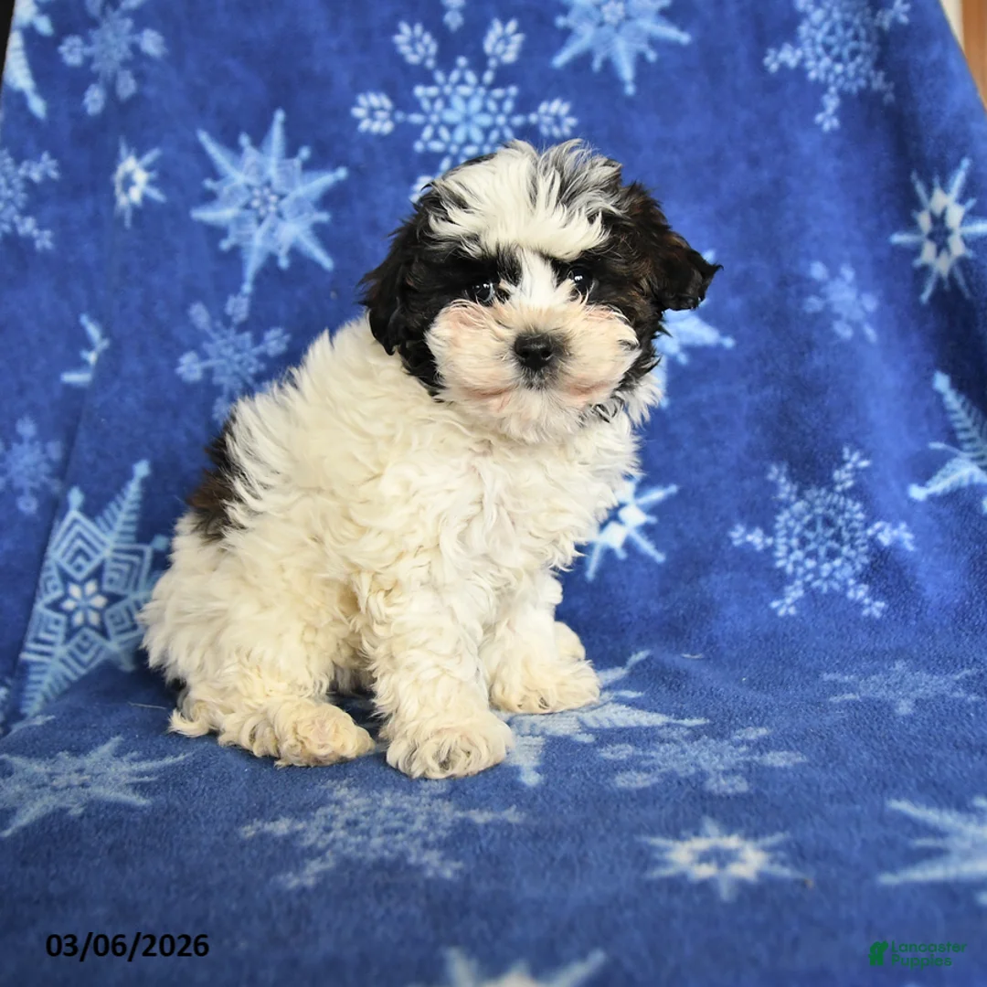 Maltipoo dogs for sale: May - Ad 1