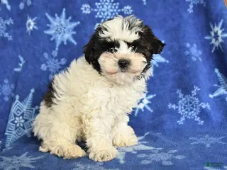 Maltipoo dogs for sale: May - Ad 4