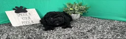 Miniature Poodle dogs for sale: Miniature Poodle 2 - Ad 2