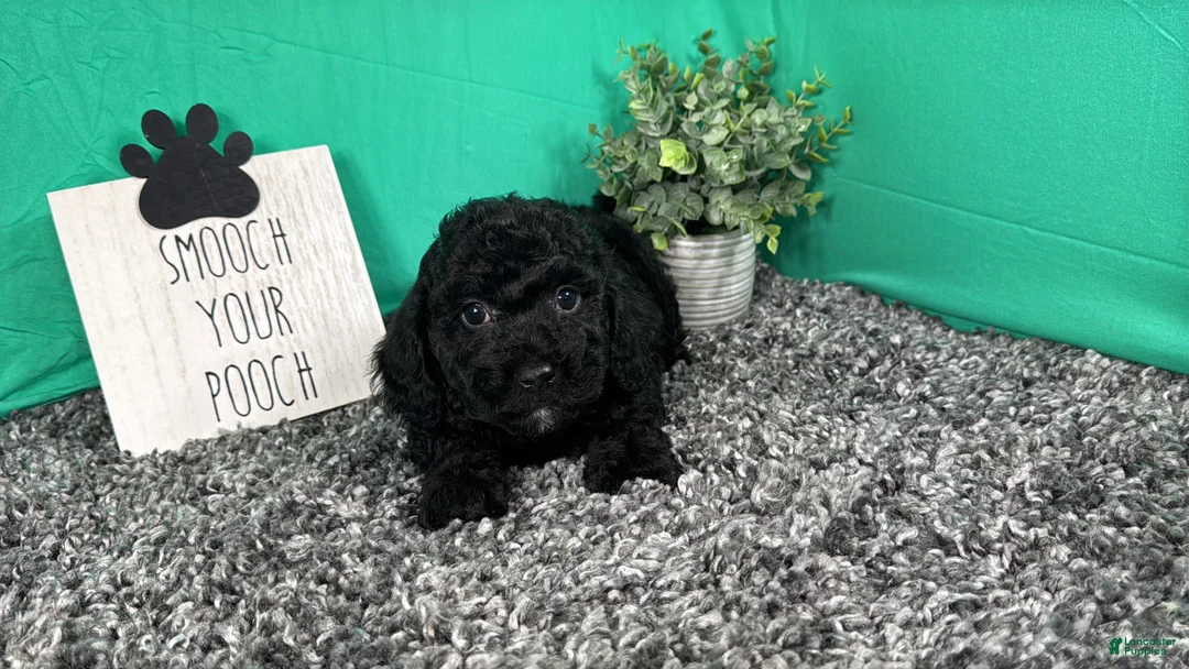 Miniature Poodle dogs for sale: Miniature Poodle 2 - Ad 2