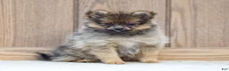 Pomeranian dogs for sale: Amber - Ad 4