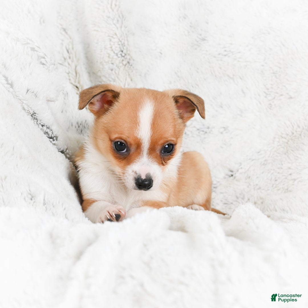 Chihuahua dogs for sale: Teddy - Ad 6