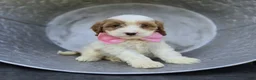 Cavapoo dogs for sale: Abigail - Ad 4