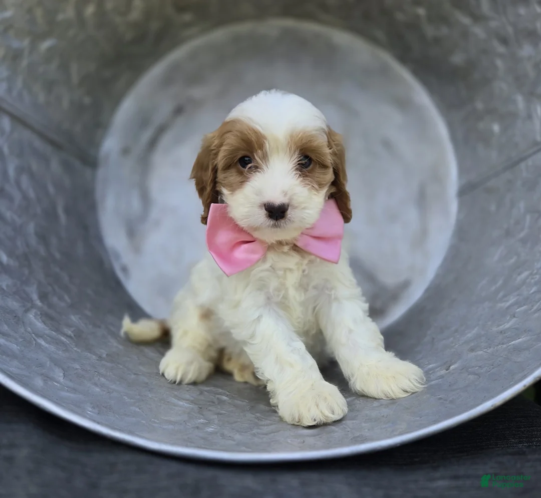 Cavapoo dogs for sale: Abigail - Ad 4