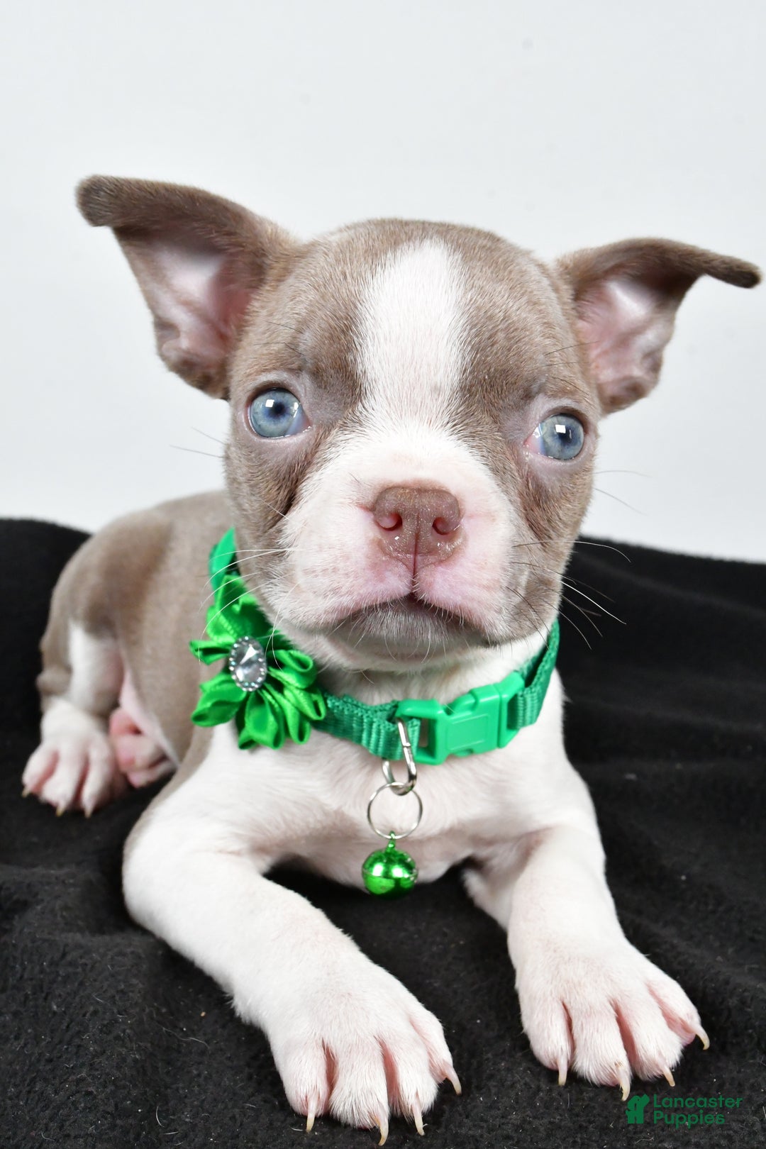 Boston Terrier dogs for sale: Yalena - Ad 5