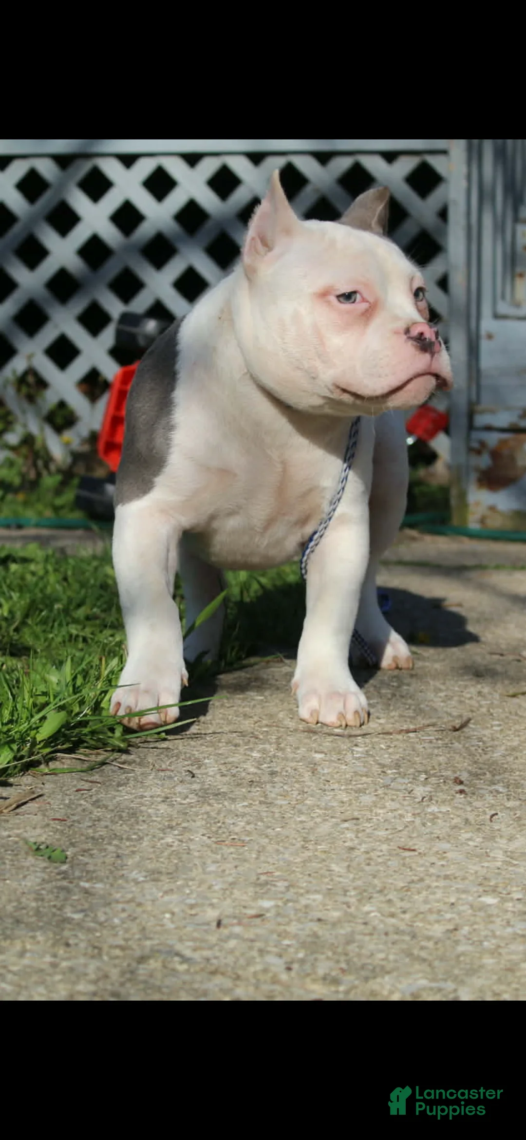 American Bully dogs for sale: Wilbur  - Ad 2