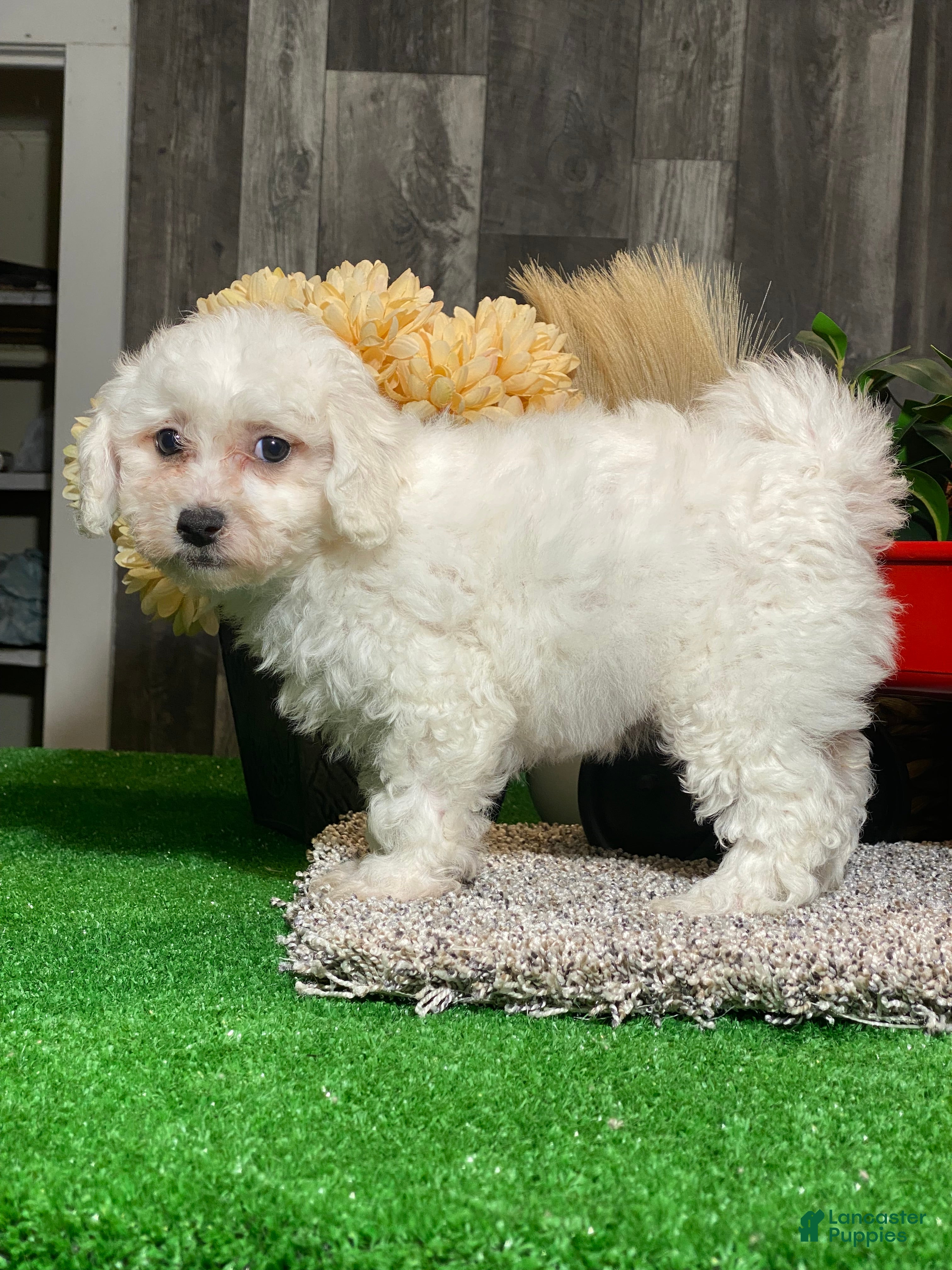 Bichon Frise dogs Brandy  - Ad 23
