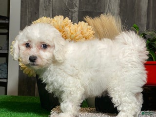 Bichon Frise dogs Brandy - Ad 32