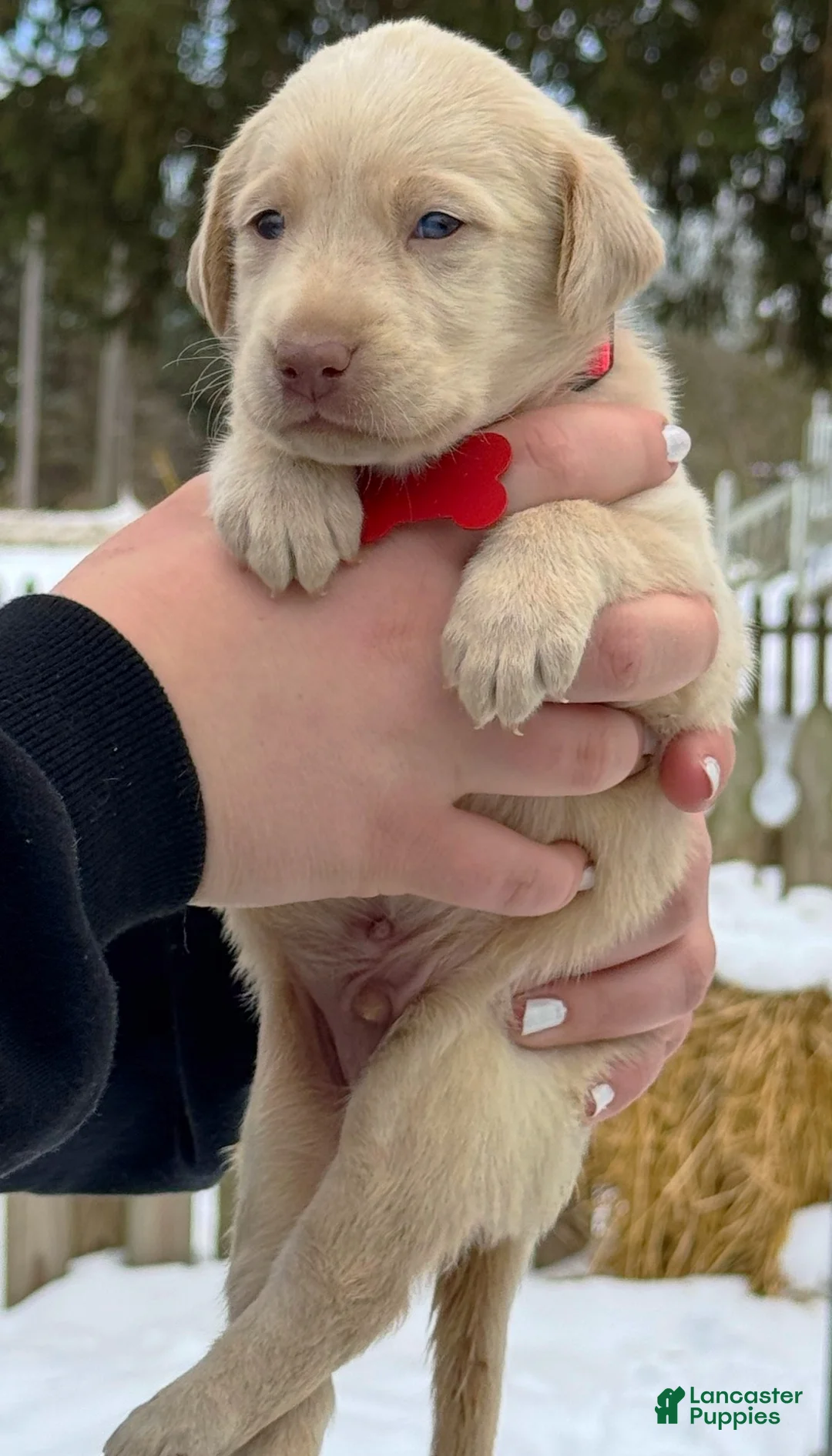 Labrador Retriever dogs for sale: Labrador Retriever Puppy 1 - Ad 5