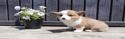 Welsh Corgi Pembroke dogs for sale: Theo - Ad 3