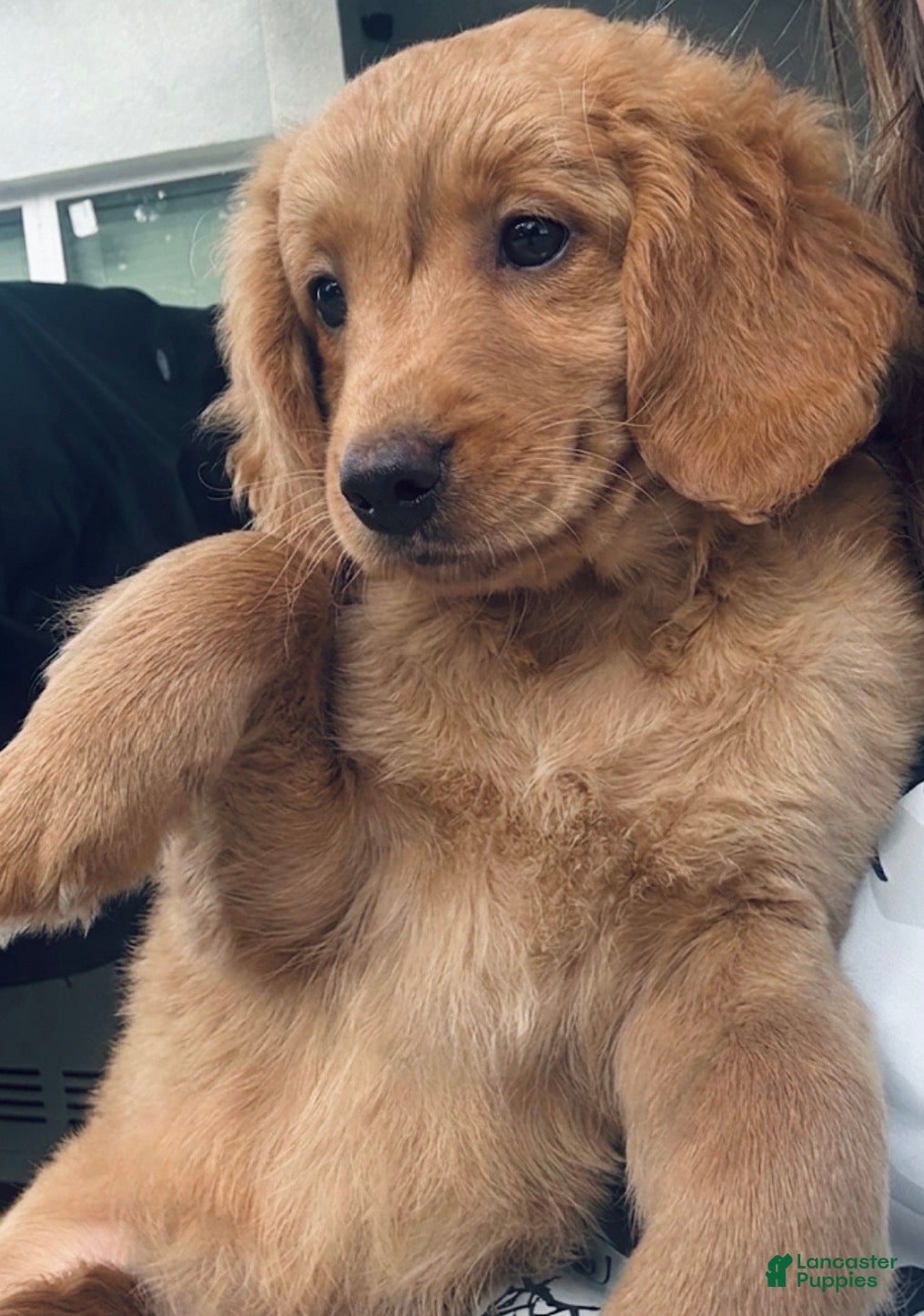 Mini Goldendoodle dogs Mini Goldendoodle Puppy 4 - Ad 14