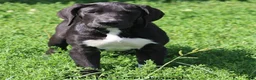 Great Dane dogs for sale: Mitzi - Ad 2