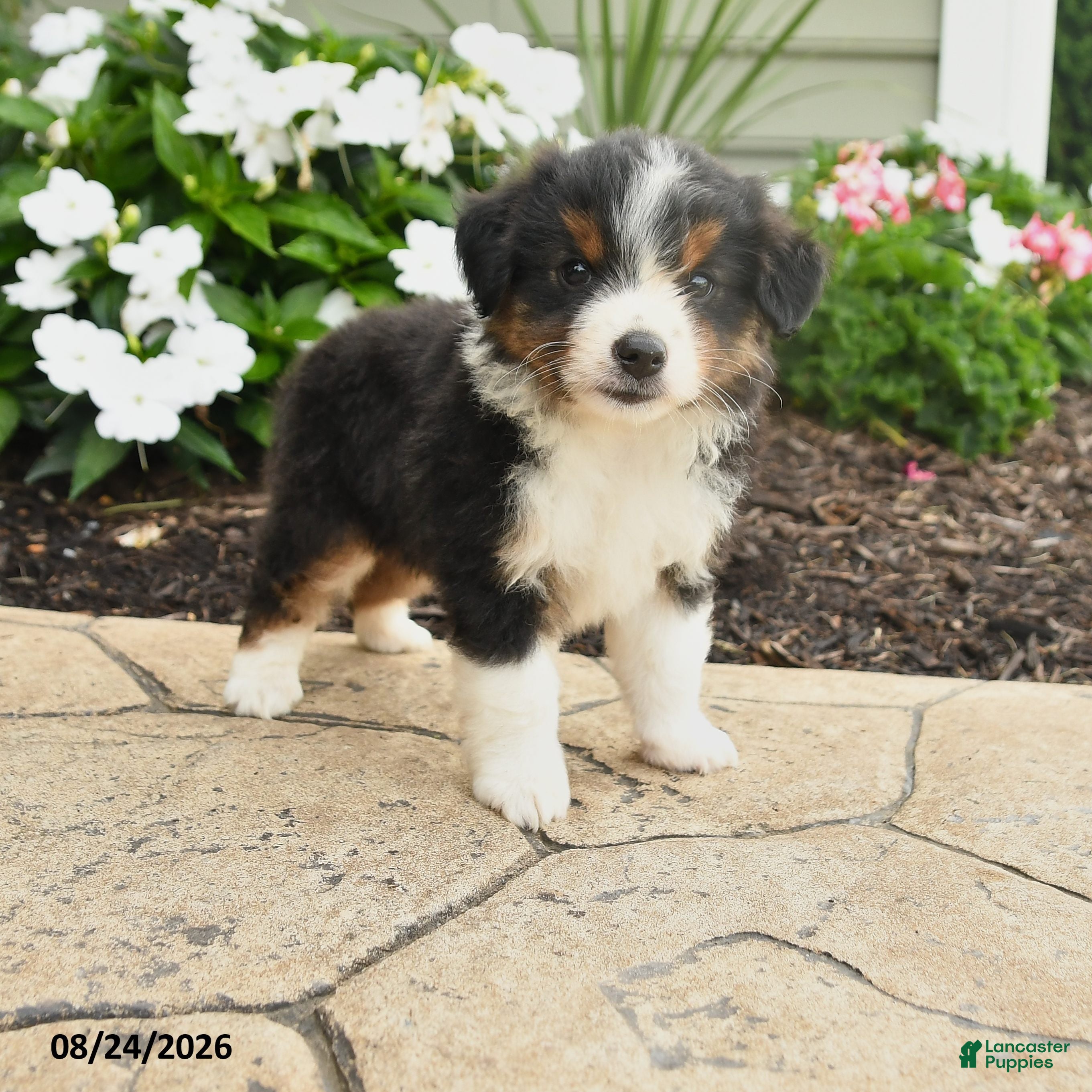 Miniature Australian Shepherd dogs Peter - Ad 1